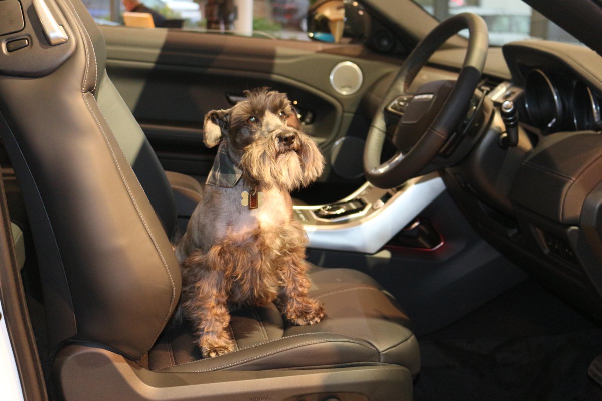land rover barbour dog