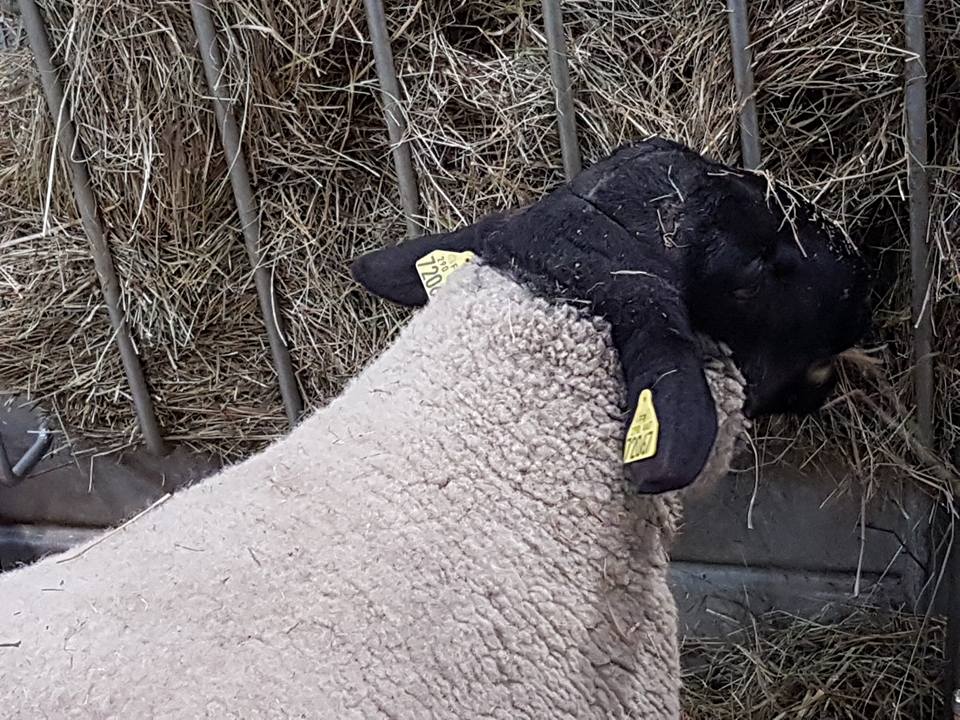 Indre36's tweet photo. 🐏Au @Salondelagri les moutons indriens ont la cote et ne sont pas contre quelques caresses ! 
Avec EARL Parry de Martizay, GAEC Bavouzet de Gournay et ESAT Atout Brenne du Blanc. 
#SIA2018 #agriculture #elevage #fiersdenoseleveurs #indre https://t.co/dQzrJAHtey