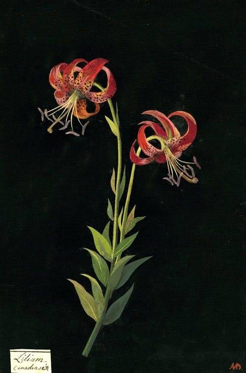 Aesthetic Sharer ZHR tweet media