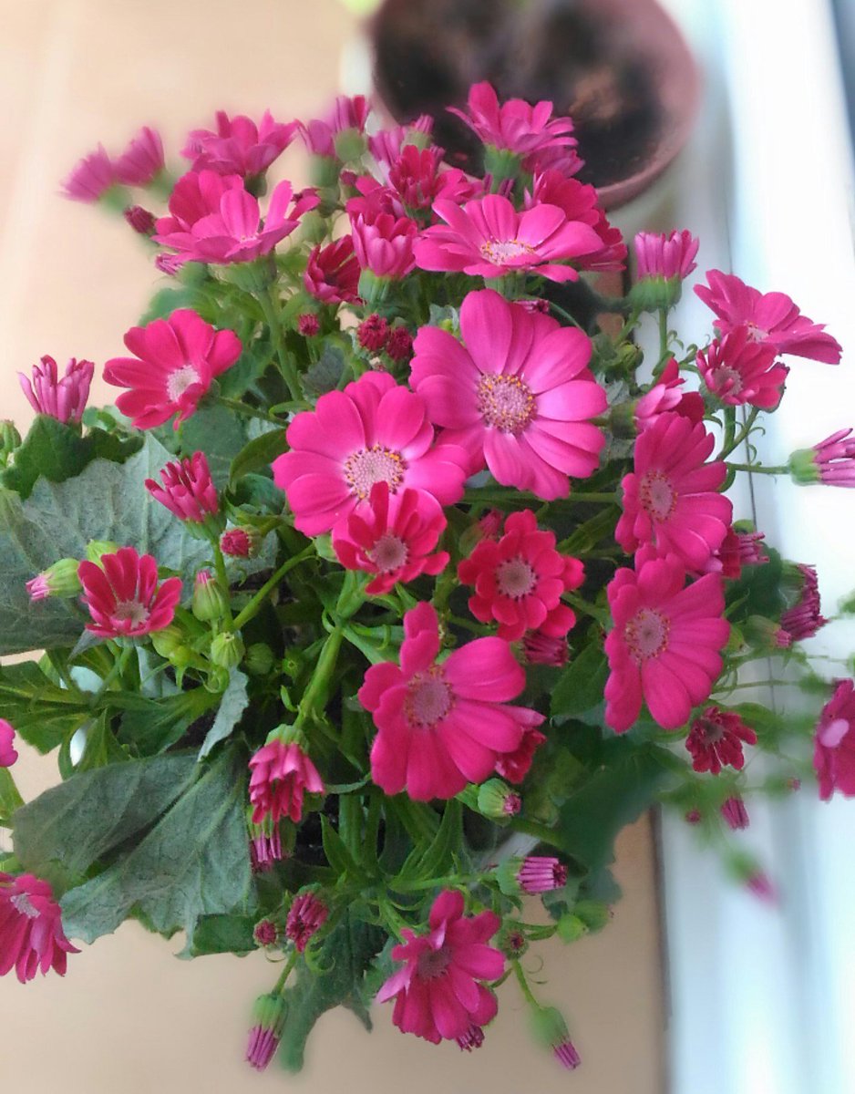 vallaspvc's tweet photo. Feliç cap de setmana!
#flors #cineraria #divendres #jardí #tanques #tancaments #vallaspvc #boncap #feliçdia https://t.co/jyXTK4UuSc