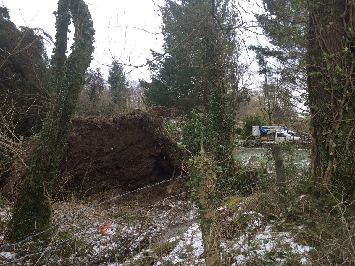 C_Dearden's tweet image. Not much snow, but wind has brought down a large tree on power lines just south of Waunfawr in Gwynedd.  Engineers say most of the area from south of Waunfawr towards Llyn Cwellyn has no power, could take rest of the day to restore it. #walessnow (ish)