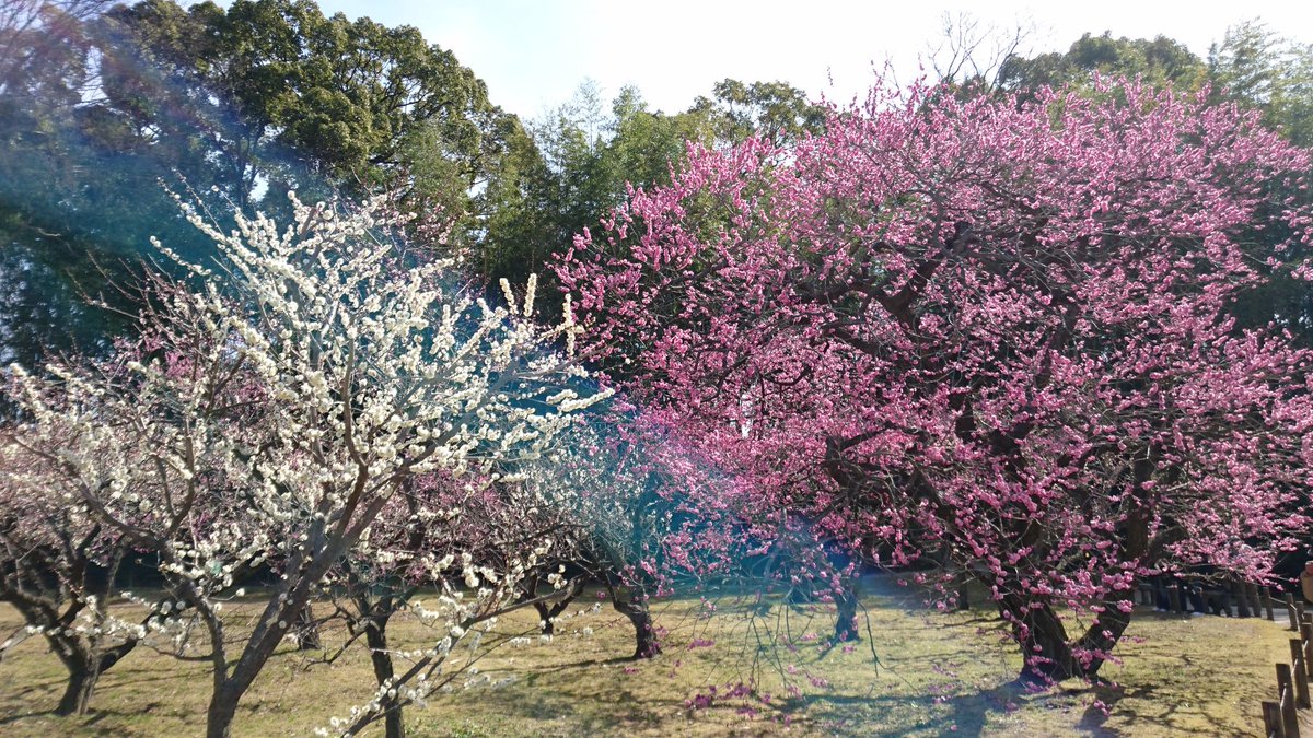 Mao 本日3月2日は岡山後楽園が開園記念日でした 久しぶりに後楽園に行きました 天気が良くて園内を歩くのにちょうどよかったです V 梅の花がきれいに咲いてました 岡山後楽園 開園記念日 風景 梅 梅の花