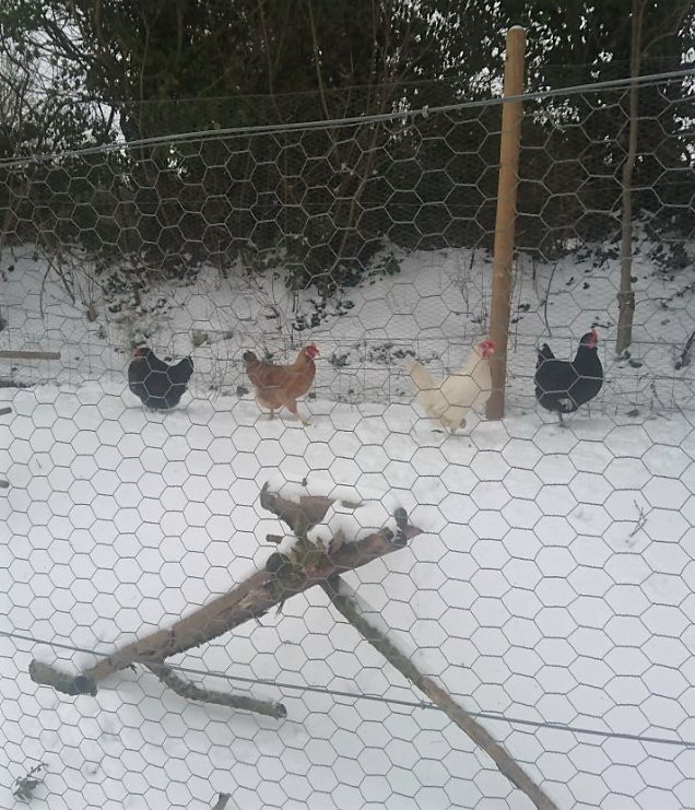 BathCheese's tweet photo. Four little chickens representing the four farmer's markets we should be at this weekend. @BathFarmersMkt @SFMMarkets Clevedon Market and @morethanamarket .... Sad that the snow is slowly getting them all! Holding out for Frome! https://t.co/enKhMvSN5i