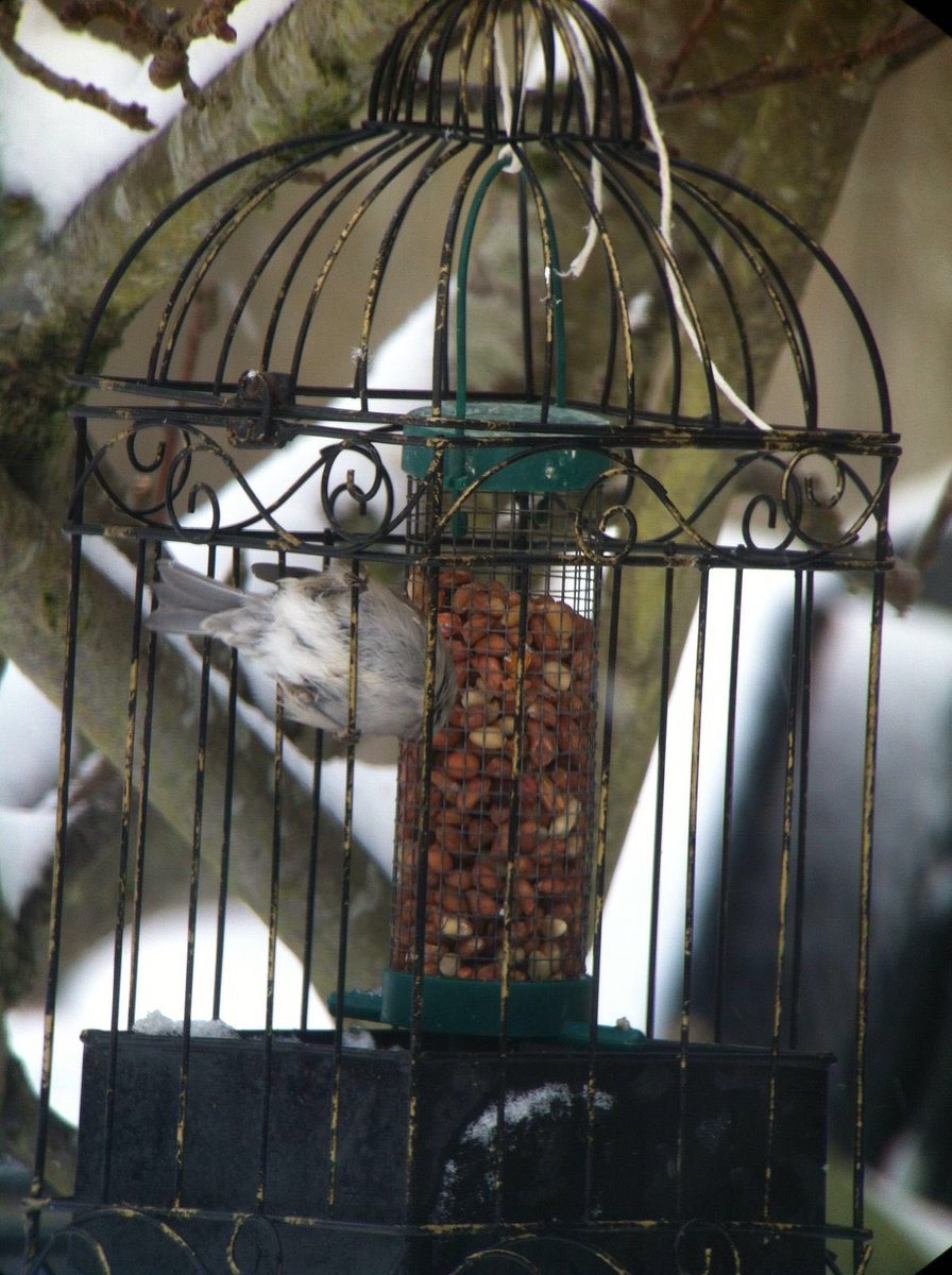 Noel Keogh On Twitter Male Blackcap Using The Homemade Jackdaw