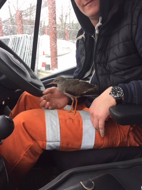 AnglianWater's tweet image. Staff have been extremely busy working in the snow and ice but it’s not just customers they’ve been helping! Danny saved this beautiful wader and after warming up the bird was on its way again in Rochford, Essex. We think it’s a redshank, can anyone help ID this little bird?