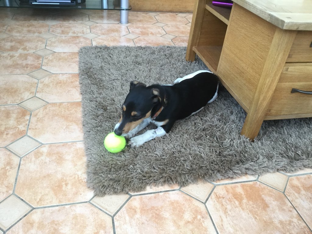 IanFraser60's tweet photo. Well done to all the staff at Gordon Vets Musselburgh for looking after Kip during his operation today!!!#gordonvets👍🐶 https://t.co/wNvgYuVnGh