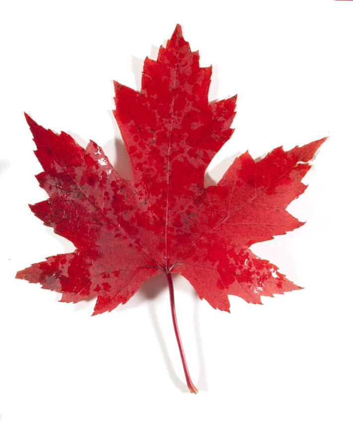 UnitedCanadian's tweet photo. #StudyInCanada #LiveInCanada

United Nations consistently ranks Canada as one of the best places in the world to live. 
Live, work and Study in Canada

email us at amit@unitedcandianconsulting.com 
Website: https://t.co/k3kZs5ZJBf https://t.co/JTnuHCMX01