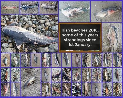 Seasaver's tweet photo. The mass slaughter of dolphins by the fishing industry cannot be allowed to continue. This is the wildlife crime of our time. Please SIGN &amp; RT ~> https://t.co/qcmoA7U18I 📷 IWDG #bycatch #overfishing https://t.co/6kLjMdtLkE