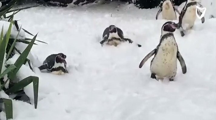 Independent_ie's tweet photo. #WATCH: Ireland is on lockdown... but Dublin Zoo's penguins are finally feeling at home https://t.co/KaAXvV7oaI https://t.co/VwhBlA1vyA