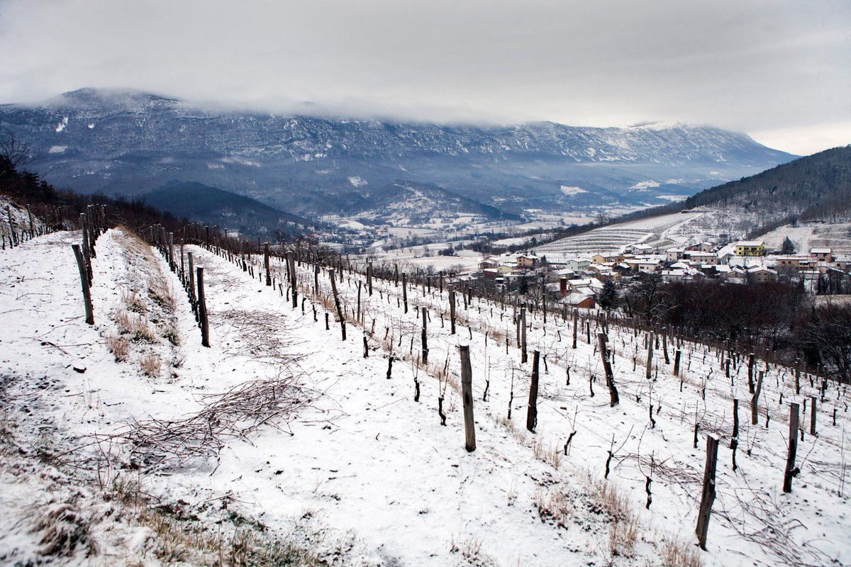 Slovenia_in_UK's tweet image. Vineyards of Vipava Valley in winter. A rare snow in this Mediterranean region, worldwide famous by its superb wines. (Photo: Samo Premrn, Pasji Rep Winery) #Slovenia