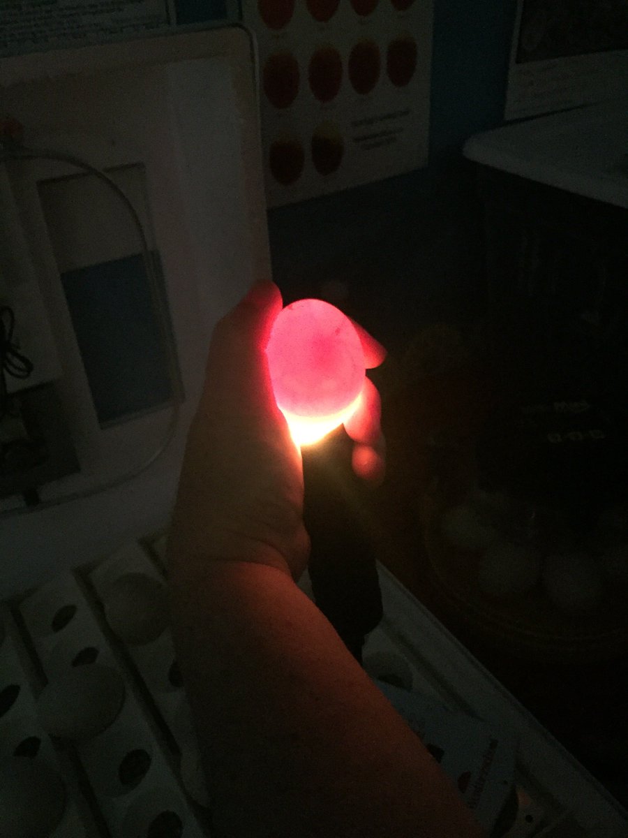 STEMinMotion's tweet photo. As part of their STEM program, the students at @WestridgeSM are incubating duck eggs and eagerly awaiting the day their duckling hatch! Westridge is leading the way in innovative STEM education, and we love to see their students so engaged! #stemactioncenter #STEMed https://t.co/4dlTW5iWev