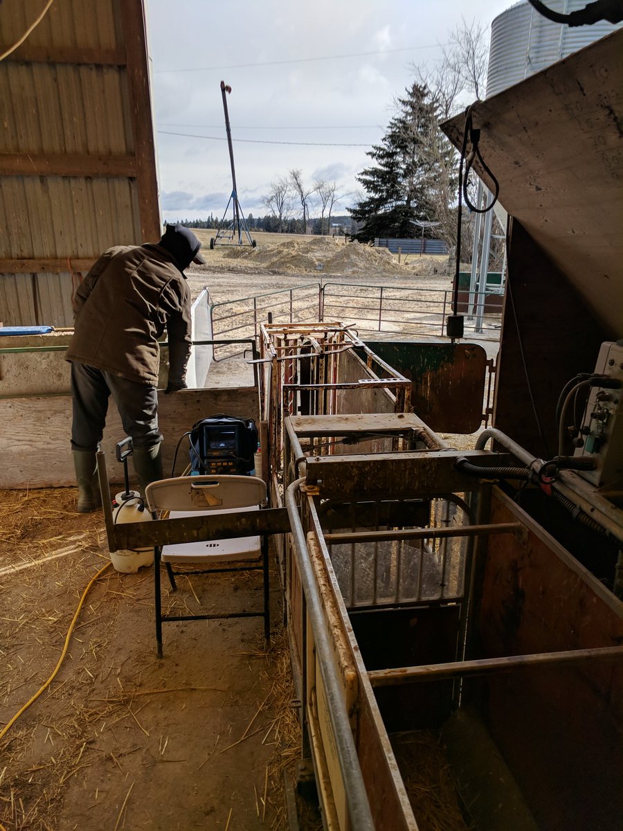 sheepfarmbecca's tweet photo. Another day, another set up. #ultrasound #sheep #bcftechnology https://t.co/R73XITp9Jb