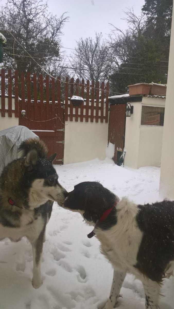 hidetheevidence's tweet photo. loyalty is the seed of bravery; a will to sacrfice for another.
#SnowThoughts . https://t.co/83ox9Lxmp9