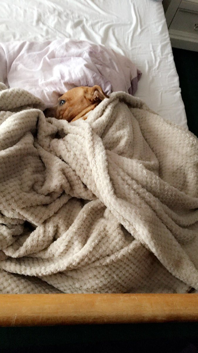 mpwhatling's tweet photo. “ you have one of them viscous dogs” hmmm yeah ok babe, he looks it 🙄😂 https://t.co/VJ9Tr3EXTw