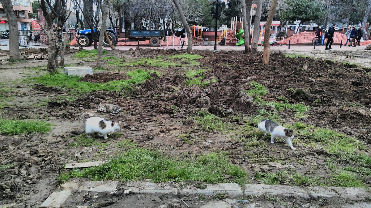 Elif_chan's tweet photo. Çanakkale'de halk bahçesinde bulunan kedi bahçesi tamamen yerle bir edilmiş sebebi ise yerine kimsenin kullanmadığı bebek emzirme kabini ve tuvalet inşa etmek. Kediler evlerini geri alsın istiyoruz. Lütfen destek için rt. #kedilerevlerine @ckalebelediye https://t.co/uqpMl8krgS