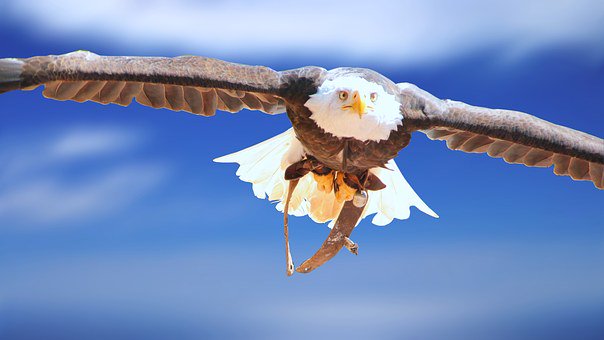 oltm's tweet photo. Adelaars strijken neer in @oltm. Deze bizar goede muzikale vogels, The Dutch Eagles genaamd, zorgen voor een verpletterende reis door 't werk van de Eagles. Koop tickets via https://t.co/y46gAAmdP6 of bij één van de verkooppunten en vlieg 9 juni mee naar ongekende hoogtepunten! https://t.co/MBfTWCAdGJ