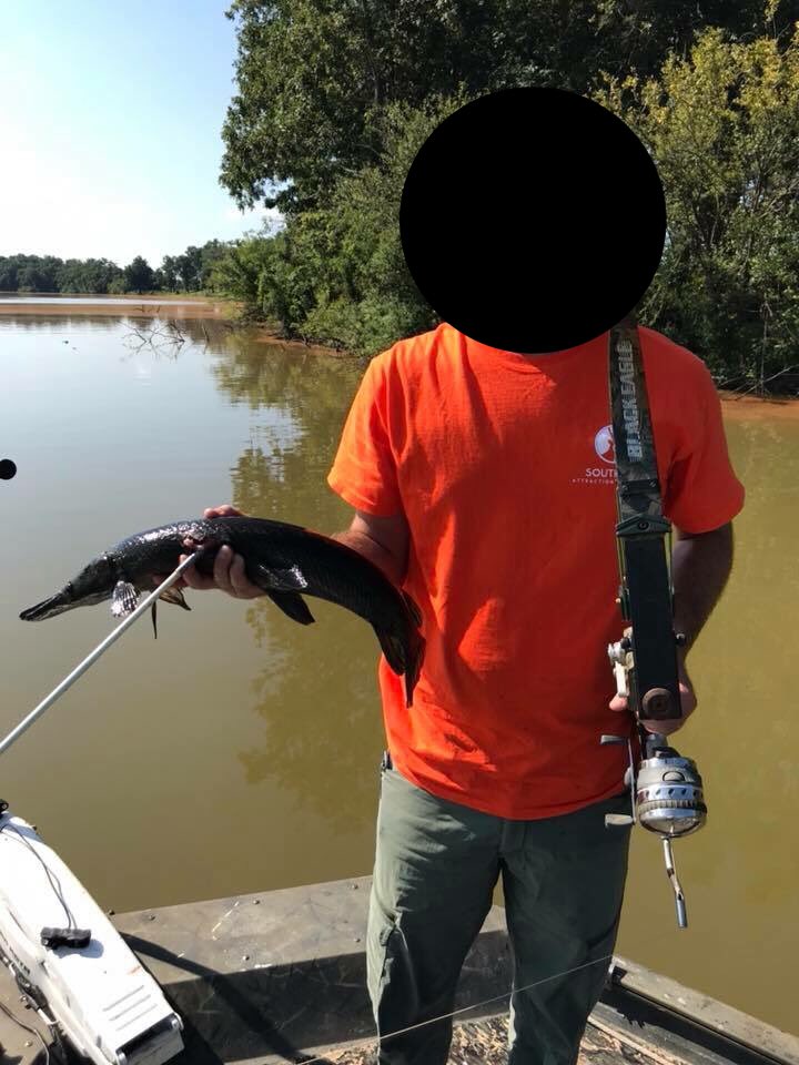 Dr. Solomon David on Twitter "Rare black (melanistic) Alligator Gar