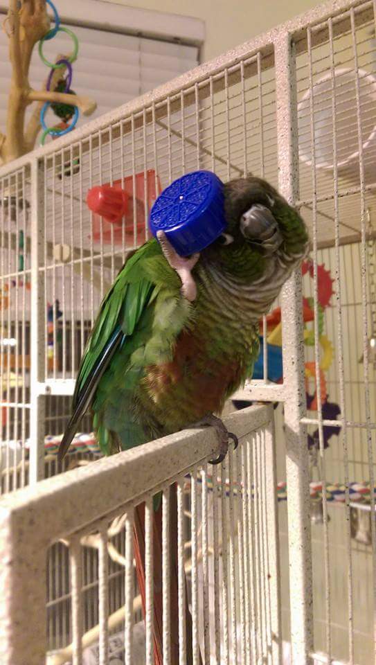 PardotPro's tweet photo. @jenniferscheids @Pardot My @Pardot  parrot. #pardotparrot #itstotallyathing https://t.co/sgRmZmIK0x