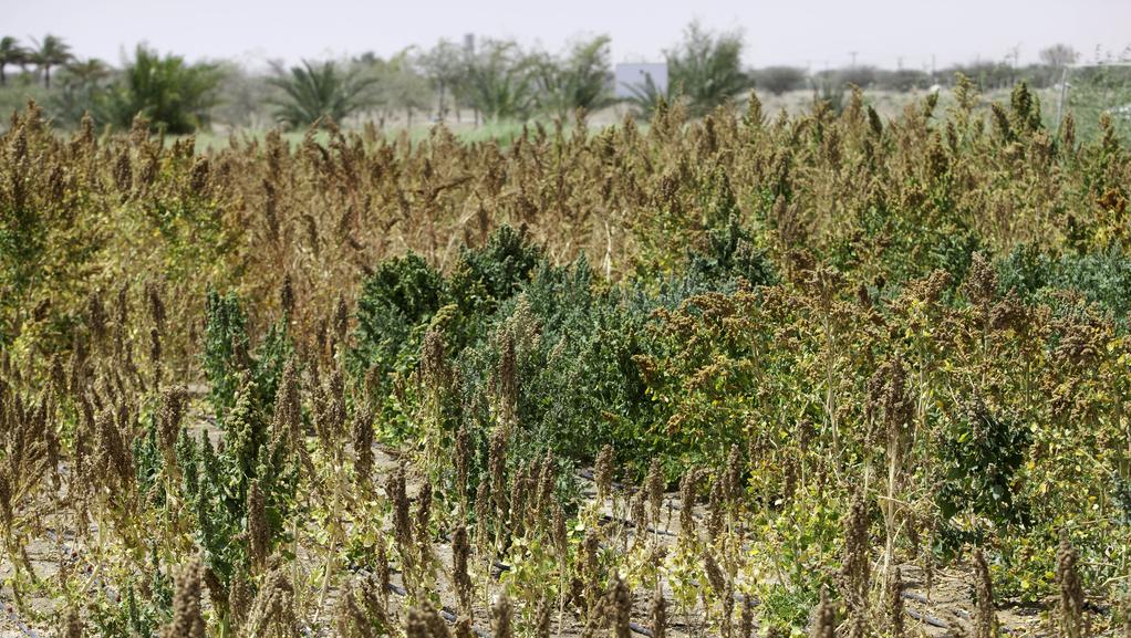 How to feed the world: six foods to sustain a growing population
bit.ly/2td6bsk @TheNationalUAE 
#ClimateChange #FutureOfFood #Sustainability