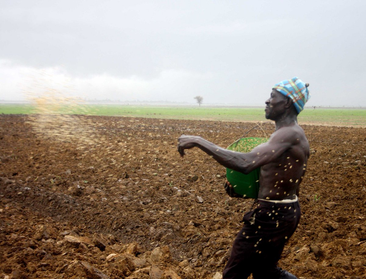 FAOWestAfrica's tweet photo. L'approche #ClubDimitra de la #UNFAO en pays Dogon au #Mali a permis de regénérer des espaces dégradés.

#REOWA
#Team223
#Afrique
#Gender
#Genre
#Agriculture https://t.co/ltJKAZtj5Y