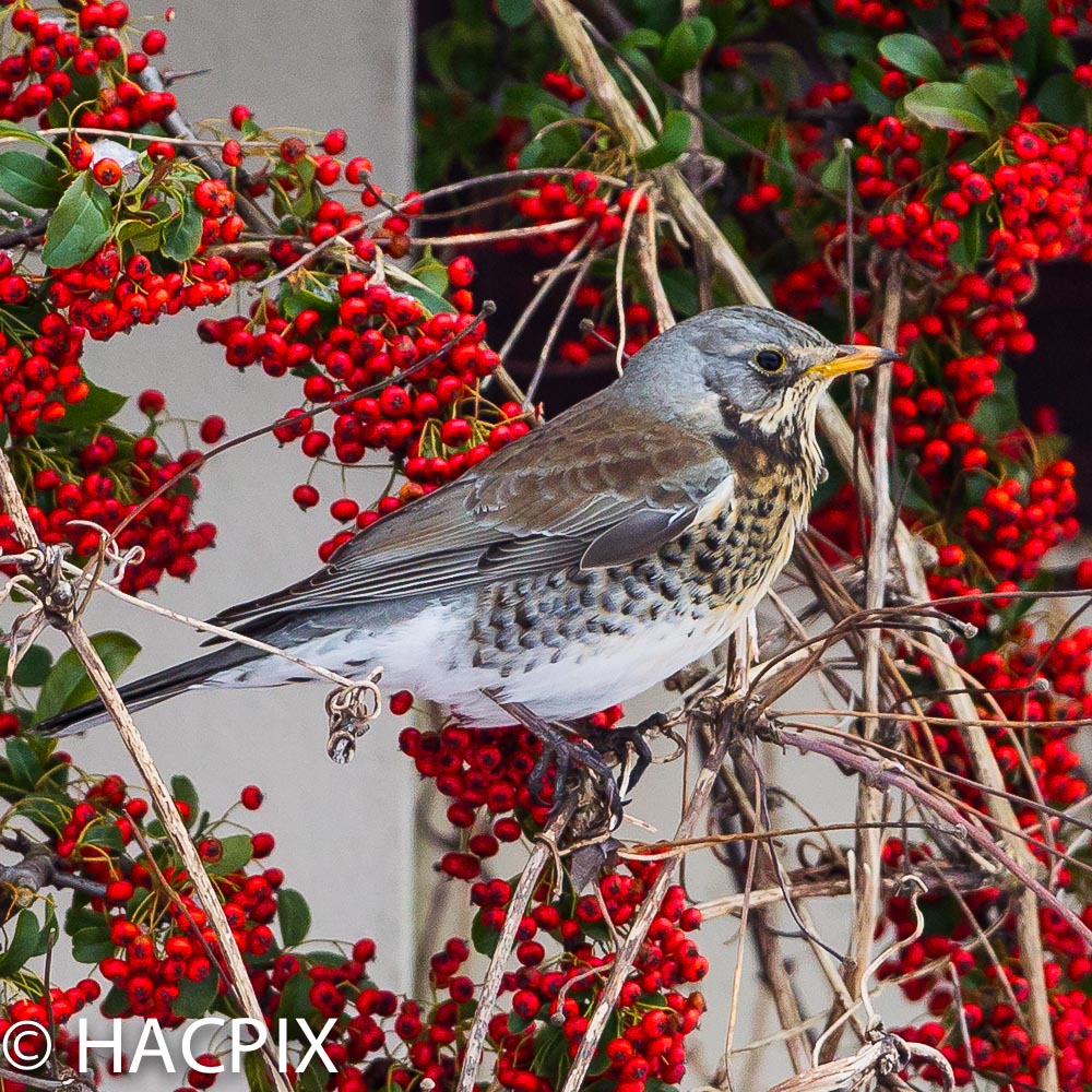 Flying in from where it's even colder, #Fieldfare #turduspilaris enjoys #pyrocanthus berries for breakfast in #ChristchurchHarbour. Such elegant birds.