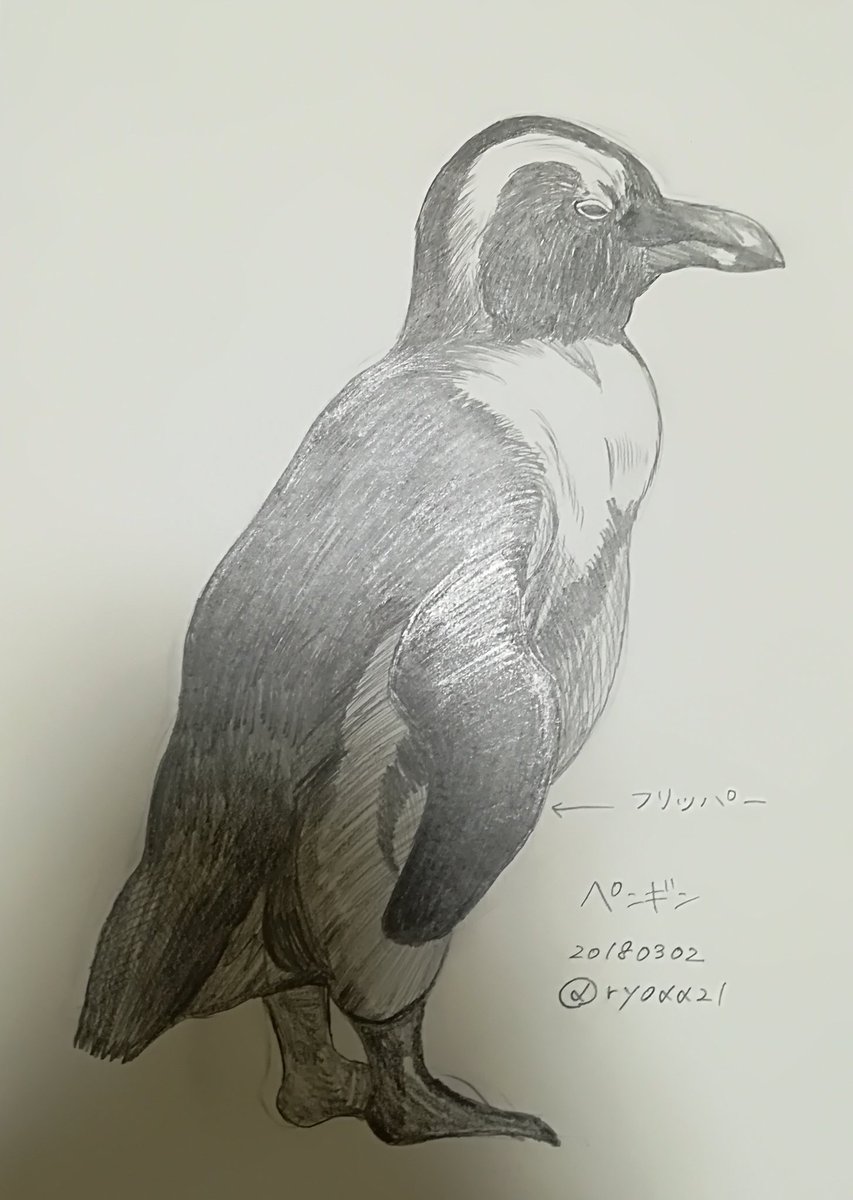 Shingai ペンギンの骨格 格好えぇなぁ ー 外から見ると足短いけど 骨を見ると意外と足が長くて驚き ペンギン 練習 参考 動物デッサンの基本 ナツメ社 Shingai ペンギンの骨格 格好えぇなぁ ー 外から見ると足短いけど 骨を見ると意外と足が長くて驚き ペンギン 練習 参考 動物デッサンの基本 ナツメ社