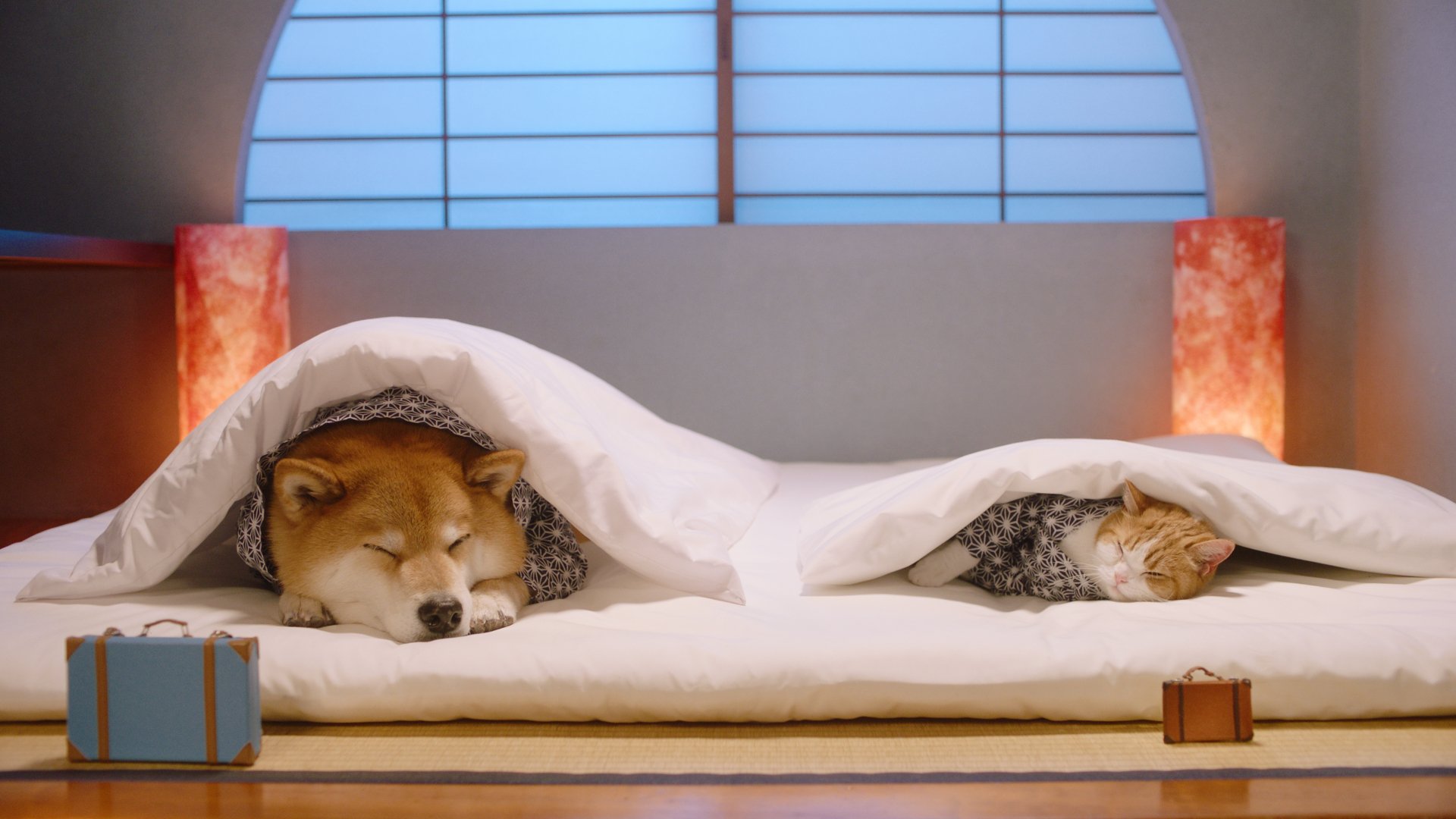 にゃらん On Twitter まるさん おつまる zzz にゃらん ふかふかのお布団さいこうなにょだ zzz フォトコン開催中 詳しくはこちら Https T Co Hfacd7bdcq おやすみなさい うちの子お外でハイチーズ フォトコン にゃらん 柴犬まる