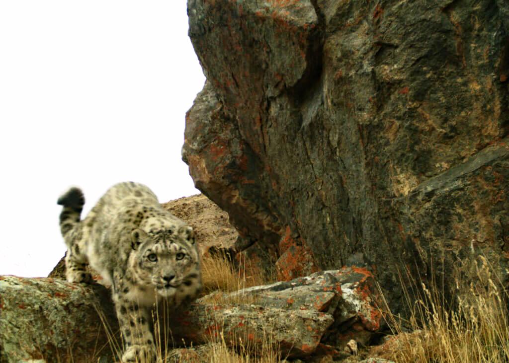 AjazNtfp's tweet photo. Tomorrow is #WorldWildlifeDay! #BigCats is facing many threats, but there is also good news. The population of SL #lSnow Leopard, , has increased in the region. Doesnβt the SL look happy? Let them live, let them roar! #WWD2018 #iProtectBigCats https://t.co/euiSpQt7MO