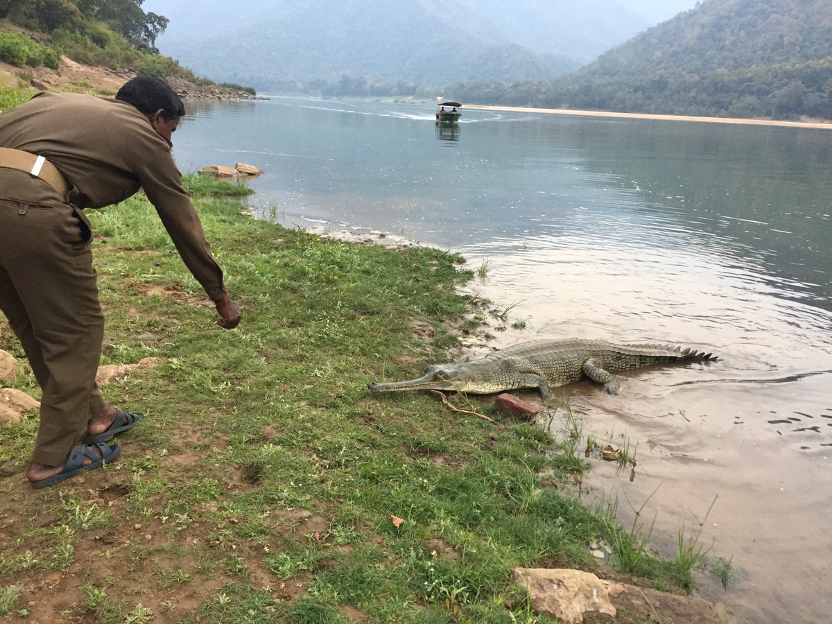 Born free, I live in the waters of the Satkosia Gorge where the mighty river is disciplined by the blue mountains; I come ashore when this forest guard calls for me, because he raised me as a baby