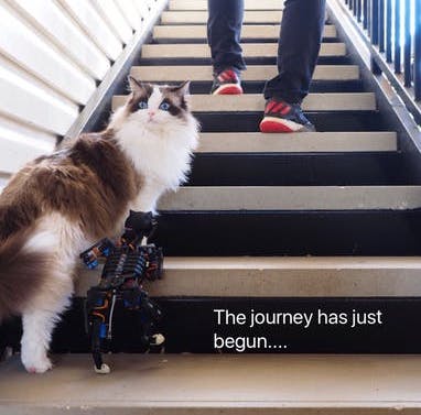 Raspberry_Pi's tweet photo. Your furry best friend may be cute, cuddly, and Instagram-ready at the drop of a hat (or ball of yarn), but can they stream live video like Petoi can? Learn more about this incredible feline robot in today's blog post: https://t.co/Qk7xlzmxte https://t.co/hIaQzKMySX