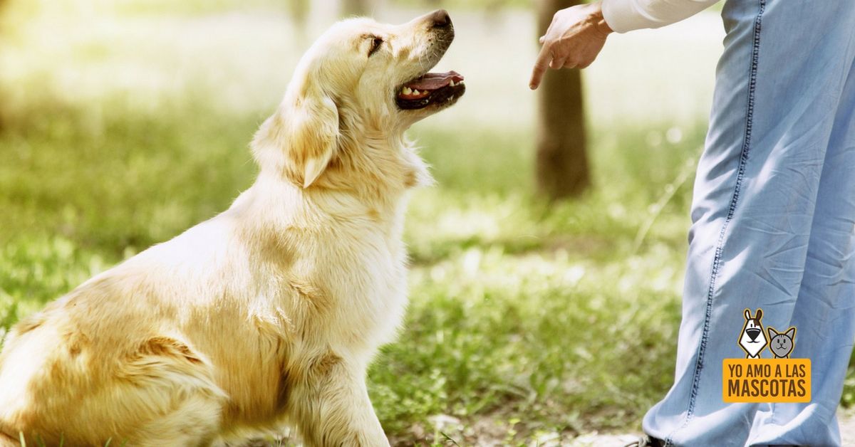 Cómo educar a tu #perro desde cero buff.ly/2td45sm