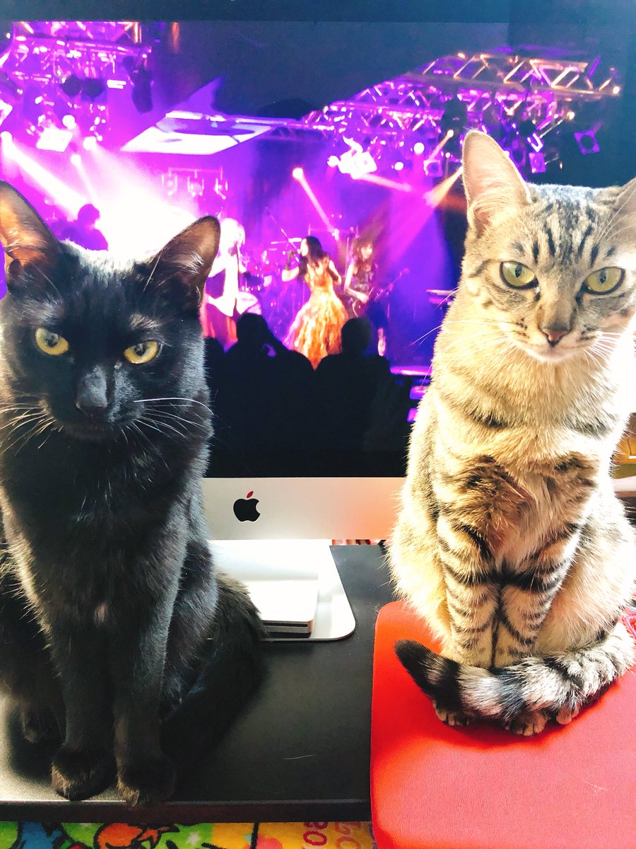Michal Negrin 猫すずらんset マジカルキャット ミハエルネグリン www