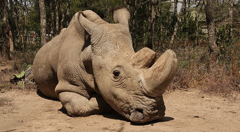 dodo's tweet photo. There's just one male northern white rhino left on the planet — and he's sick.  https://t.co/yvo05UdV1X https://t.co/9VkxHOtcMU