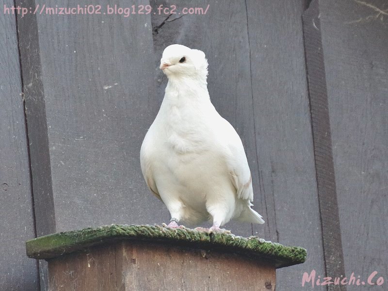 蛟 みずち 鳩舎もあってファンシーピジョンもいるの 独名 Altdeutsches Movchen 2 18撮影 ドイツ Zoodortmund 動物園 鳩 ファンシーピジョン 鳥 蛟 みずち 鳩舎もあってファンシーピジョンもいるの 独名 Altdeutsches Movchen 2 18撮影 ドイツ Zoodortmund 動物園 鳩 ファンシーピジョン 鳥