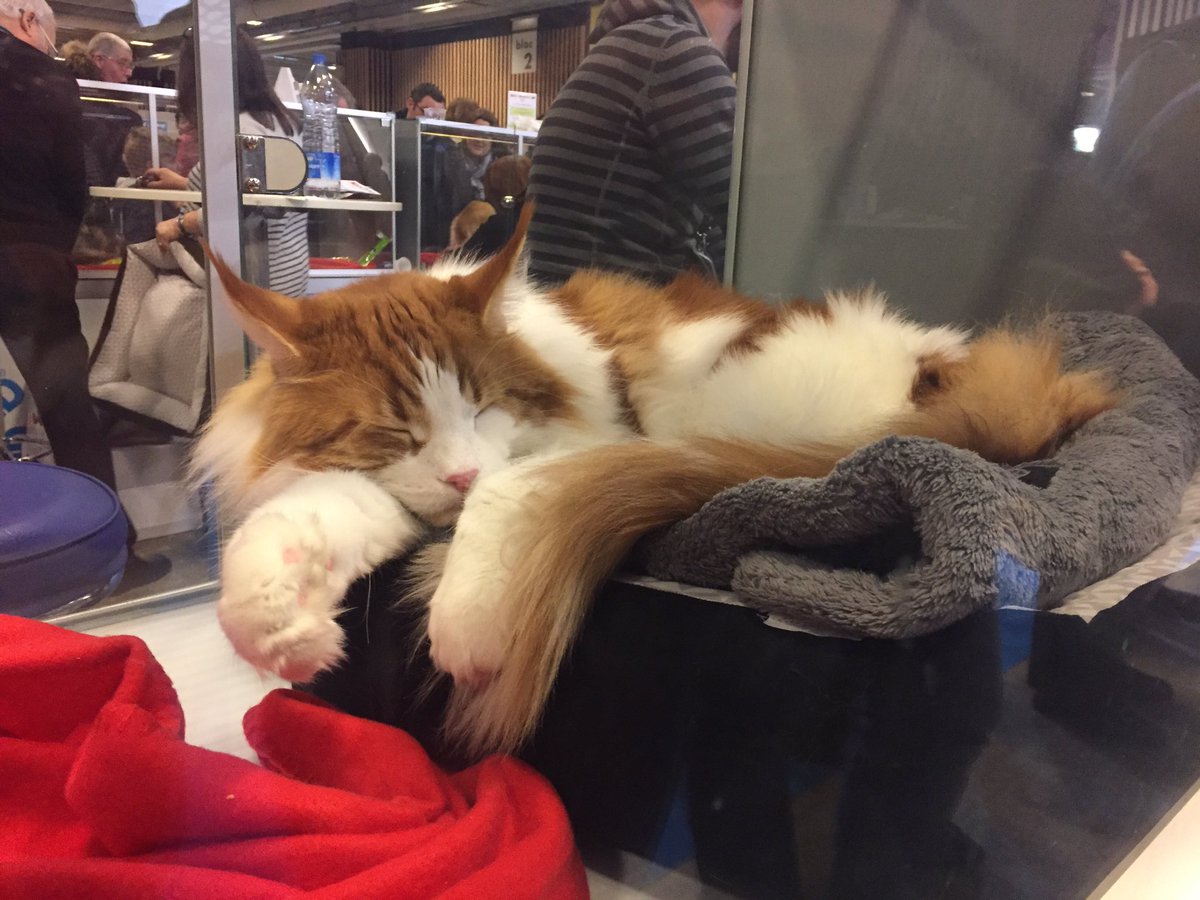 Un Chat Chien Tres Attachant Au Salon De L Agriculture Liberation Un Chat Chien Tres Attachant Au Salon De L Agriculture Liberation