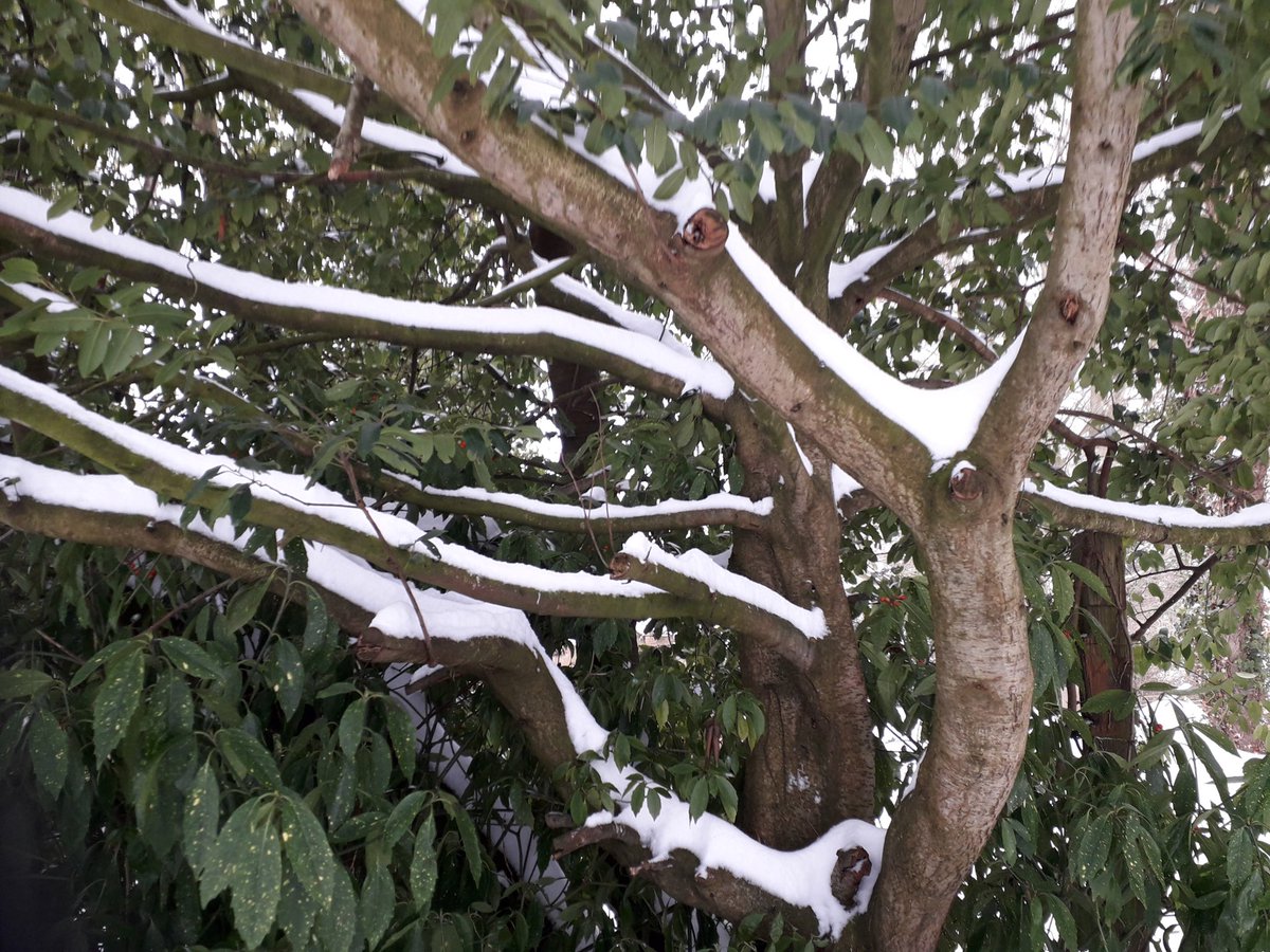 JanDSwan's tweet photo. It's a long while since we've had this amount of white stuff in Somerset. https://t.co/QN6iQkyxPa