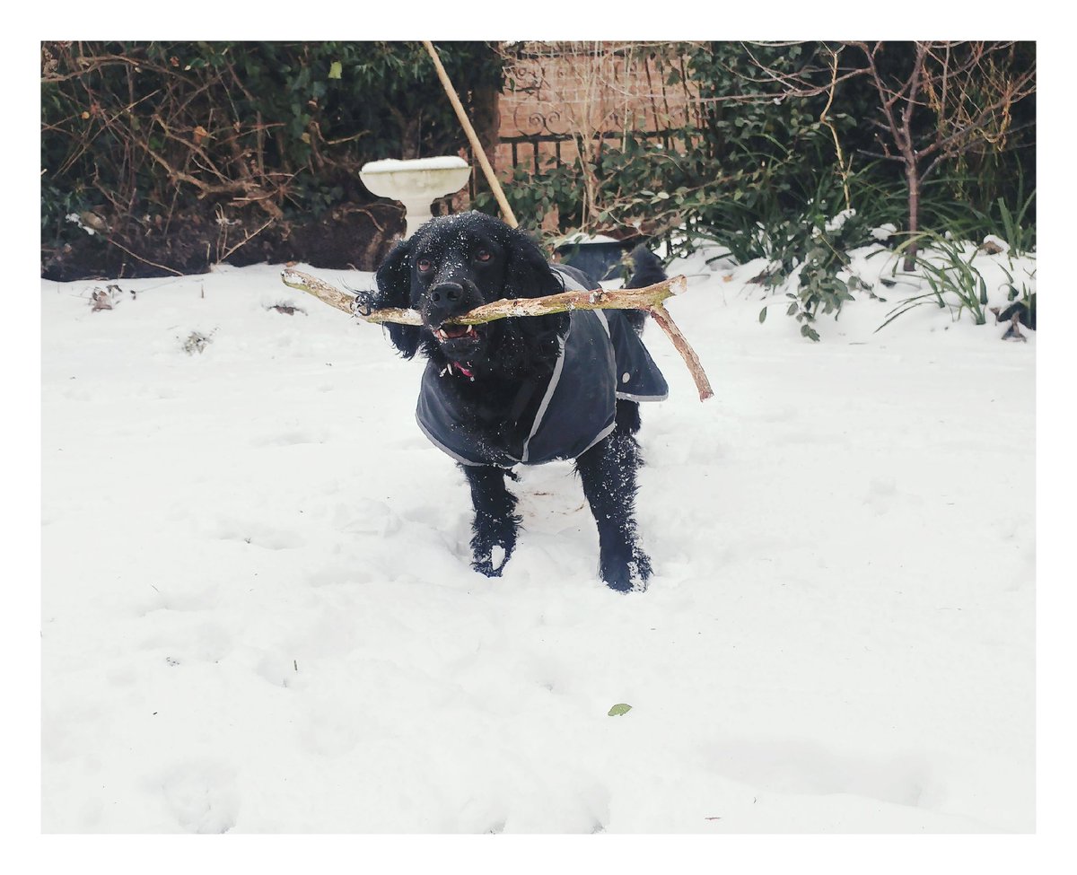 Zoe Sheehan tweet media