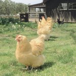 Photo by Moss Mountain Farm Weddings & Events (@MMFWeddingEvent)