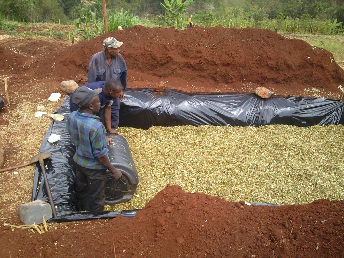 Silage of sweet potato vine and roots offer livestock crude proteins of up to 14.75 per cent farmbizafrica.com/high-yield/621…