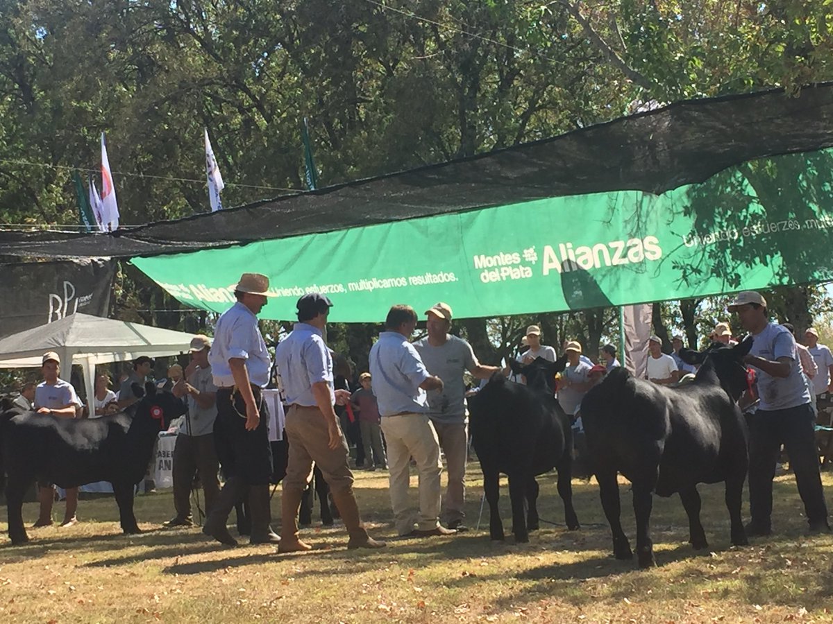 Genexys_uy's tweet photo. Hija de Serrucho campeona mayor #ExpoDurazno2018 #angus #genexys https://t.co/0cb8ktgaDV