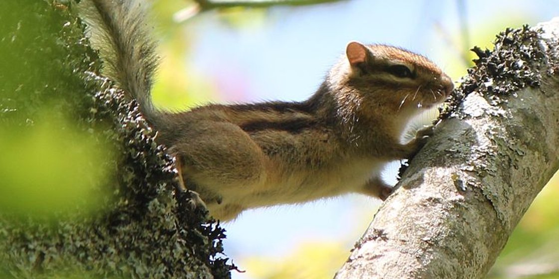 LifeASAP_eu's tweet image. Cosa fare per dichiarare il possesso di #specieesotiche invasive?
Pubblicato on line il modulo di denuncia di possesso. La dichiarazione va presentata entro sei mesi dall’entrata in vigore del decreto e non comporta alcun costo. #speciealiene #IAS lifeasap.eu/it/eventi/172-…