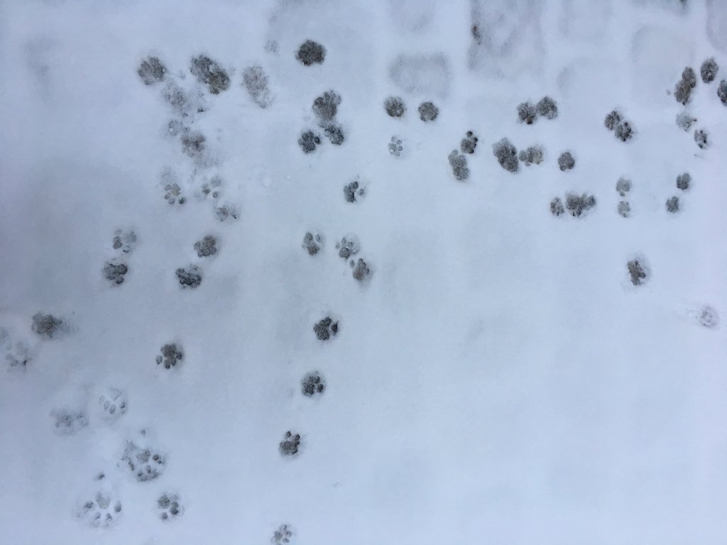 IsabelleAndover's tweet image. Snow kitty parisiankitty.wordpress.com/2018/03/02/sno…