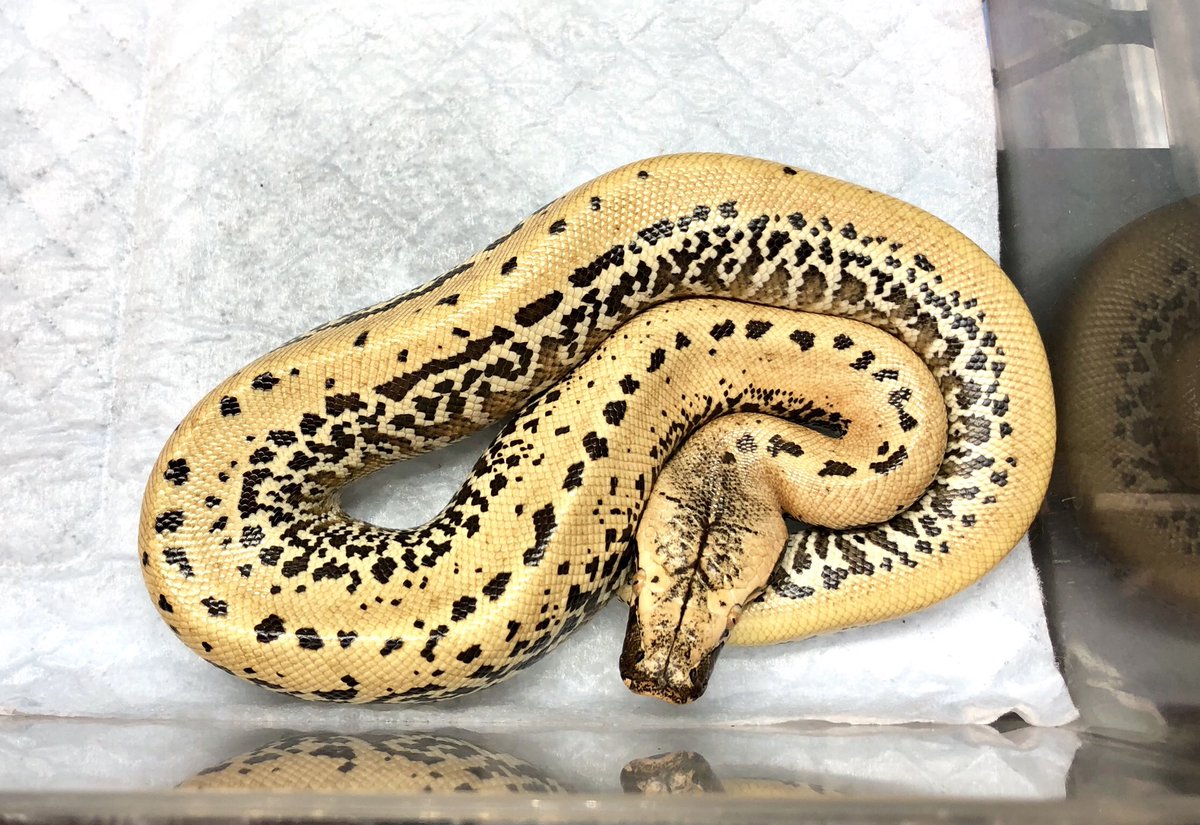 新入荷のブラッドパイソンをご紹介！ピクセル(バティック×ゴールデン