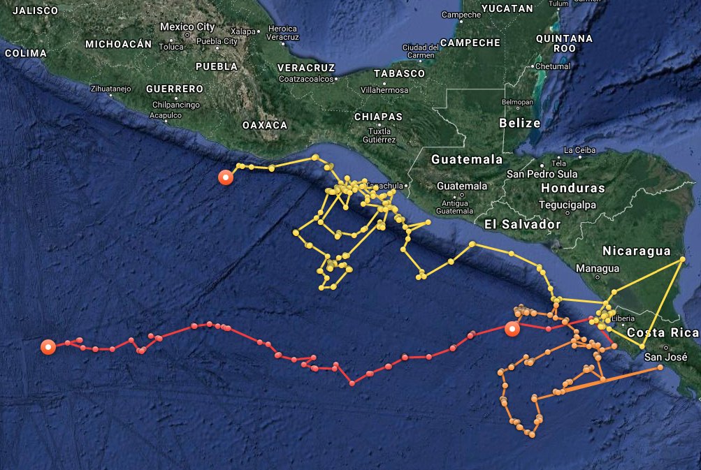 OCEARCH's tweet photo. Olive Ridley sea turtles π’ Coral (Yellow), Edith (Red), and Jessica 0range) are up and pinging! #TAMUTurtles https://t.co/hVf4Ks9YwI