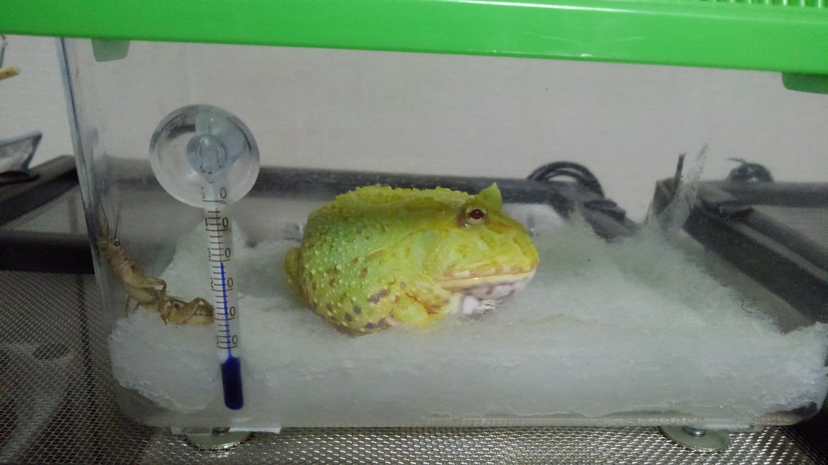 501 ミントくんにコオロギあげてみた 以前あげたときは戻してたけど今回はしっかり食べているみたい 前回はカルシウムまぶしてたからそのせいかな クランウェルツノガエル ライムグリーンアルビノツノガエル ツノガエル カエル T Co 0nzfp5vxou
