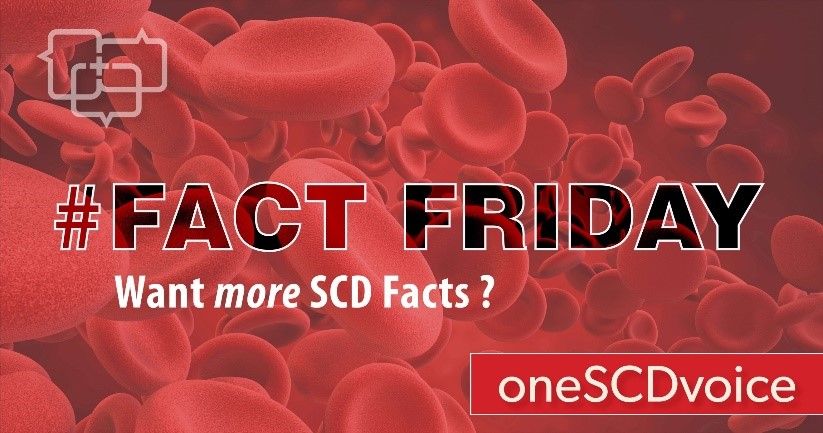 oneSCDvoice's tweet photo. Sickle Cells are named for their resemblance to the farming tool of the same name. Want more SCD facts? Check out the Trusted Resources on https://t.co/DK1acJJs8i #scdfactfriday #factfriday #sicklecell #sicklecelleducation #oneSCDvoice #scdawareness https://t.co/f22ph5pJV5 https://t.co/EaVJYVGwdf