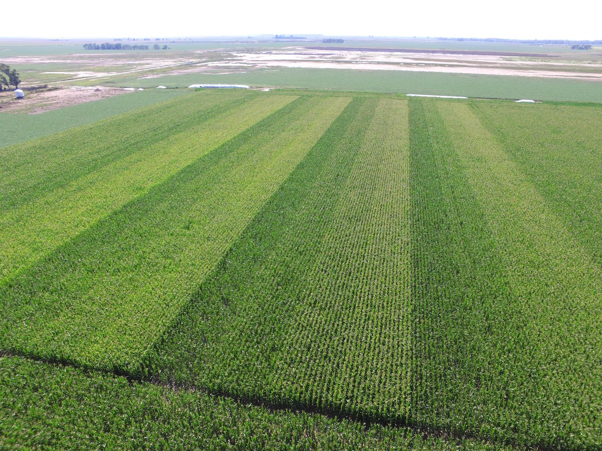 agroapo's tweet photo. Ensayos NxD. Maiz Tardío.  Bdo.Larroude (LP). Aun con poca agua, las franjas de 90.000 y 120.000pl no le aflojan.. Y si terminan rindiendo más que las de 60.000?!! https://t.co/tsQG3MbPo2
