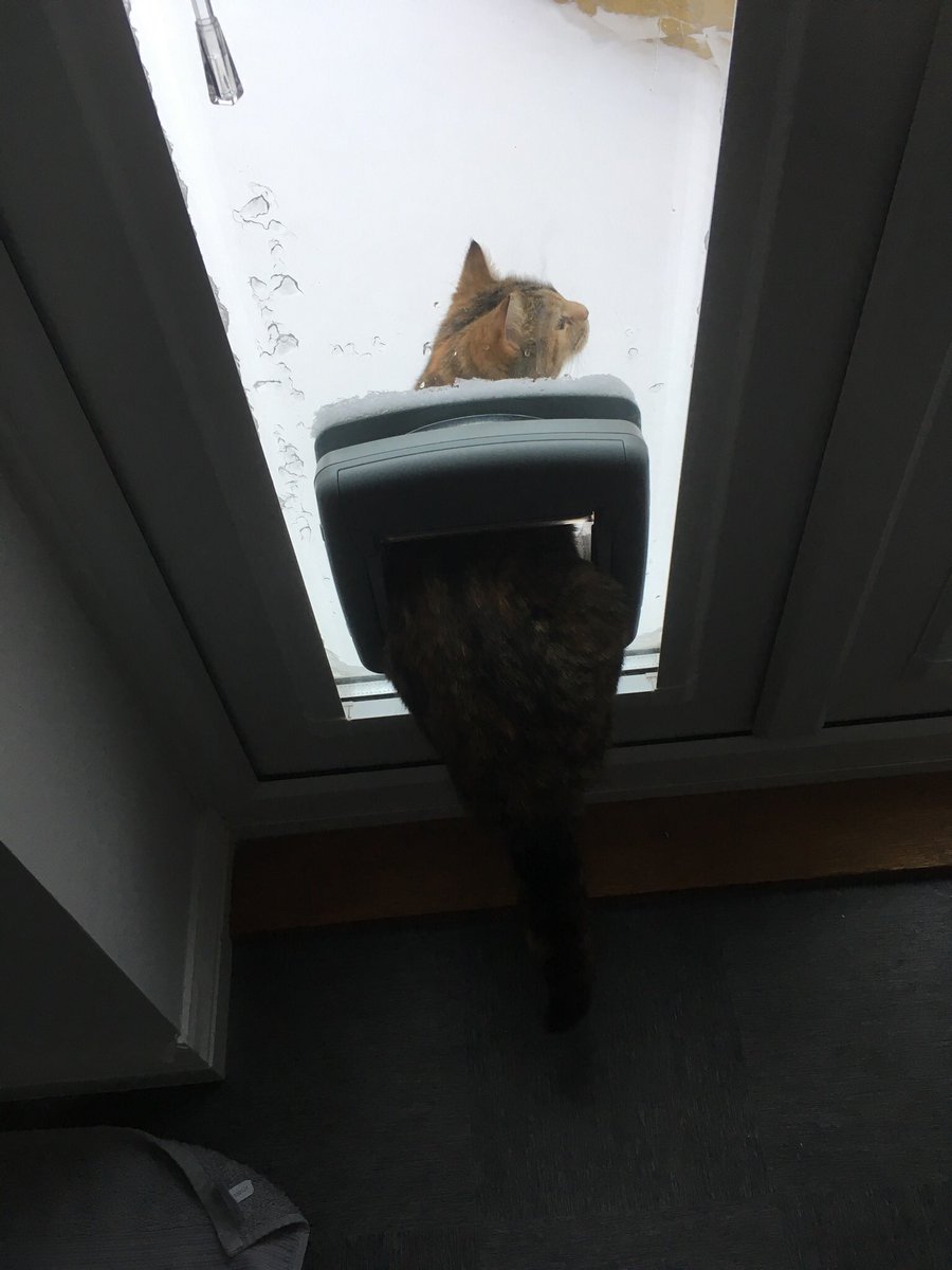 MissGibbsRog's tweet photo. My cat Maud would rather  not get her paws cold. Half in an half out. Looking forward to seeing your snow pics! #snowday https://t.co/0YsgOZU4ok