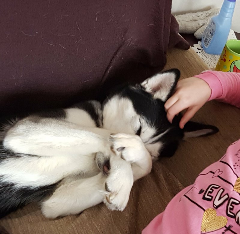 can_chlo's tweet photo. Me and my puppy,marnie,just chilling. https://t.co/QOZDzQaNBO