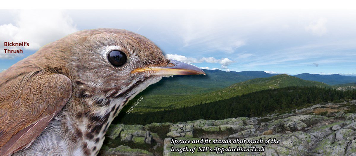 #CitizenScientists Help Track America’s Rarest Thrush go.nps.gov/1g1zvd #birding #AppalachianTrail